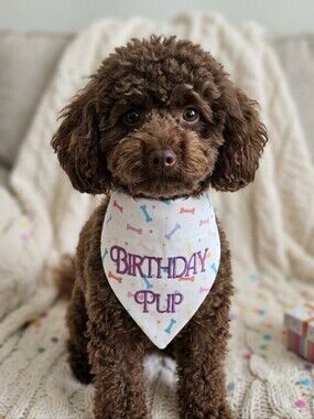 Southern Living White Bandana with Birthday Pup Embroidery XS/S